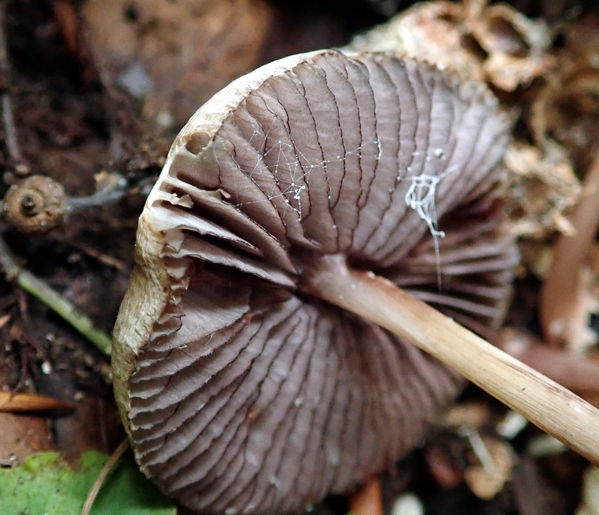 Coprinellus micaceus  by Penny Cullington